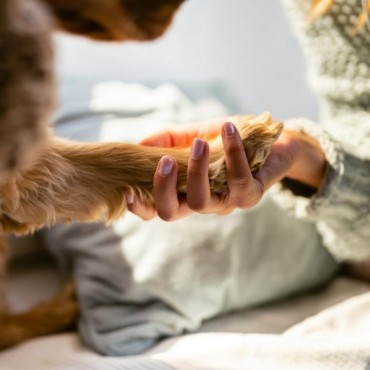 Cremação Pet Assistida em Canoas - RS