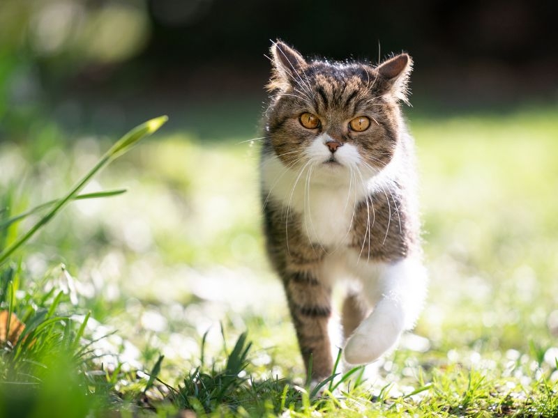 Cremação de Gato