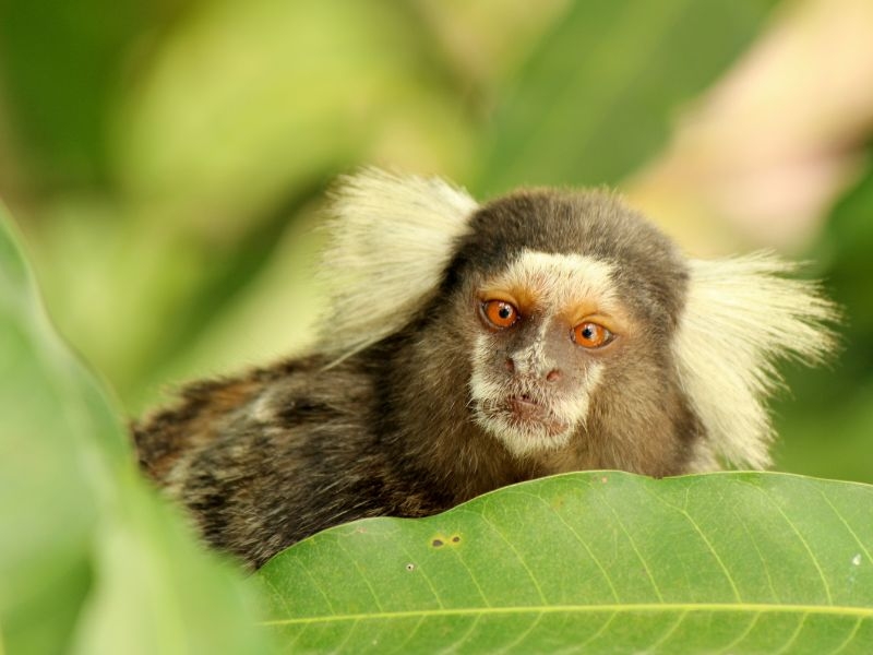 Cremação de Animais Silvestres